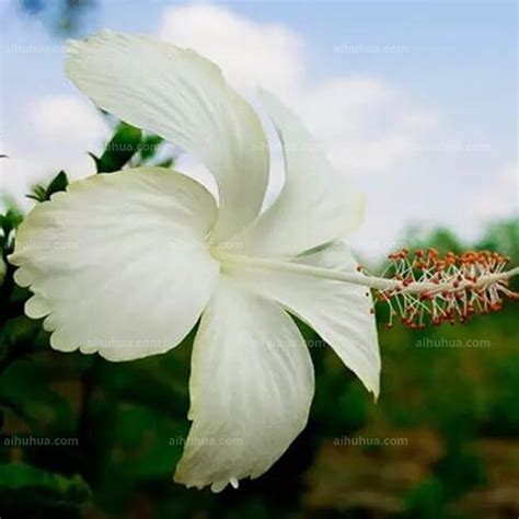 劉海蟾 白色的花有什麼